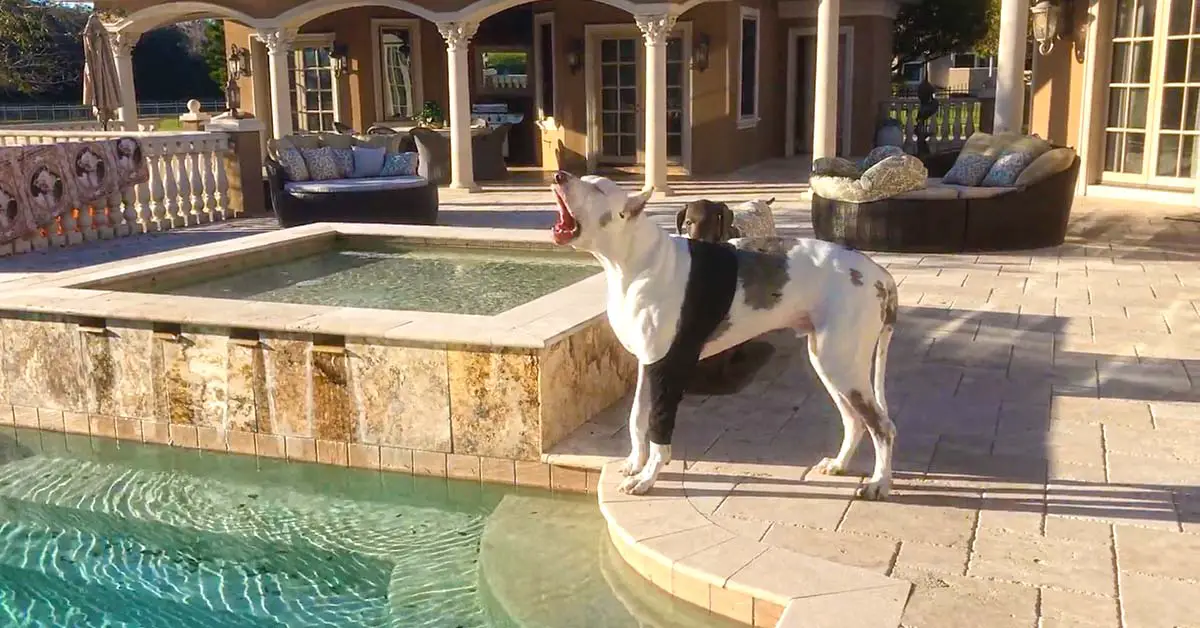 Great Dane throws a fit