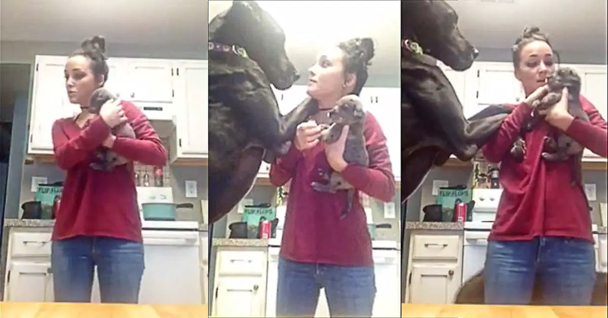 Jealous Great Dane