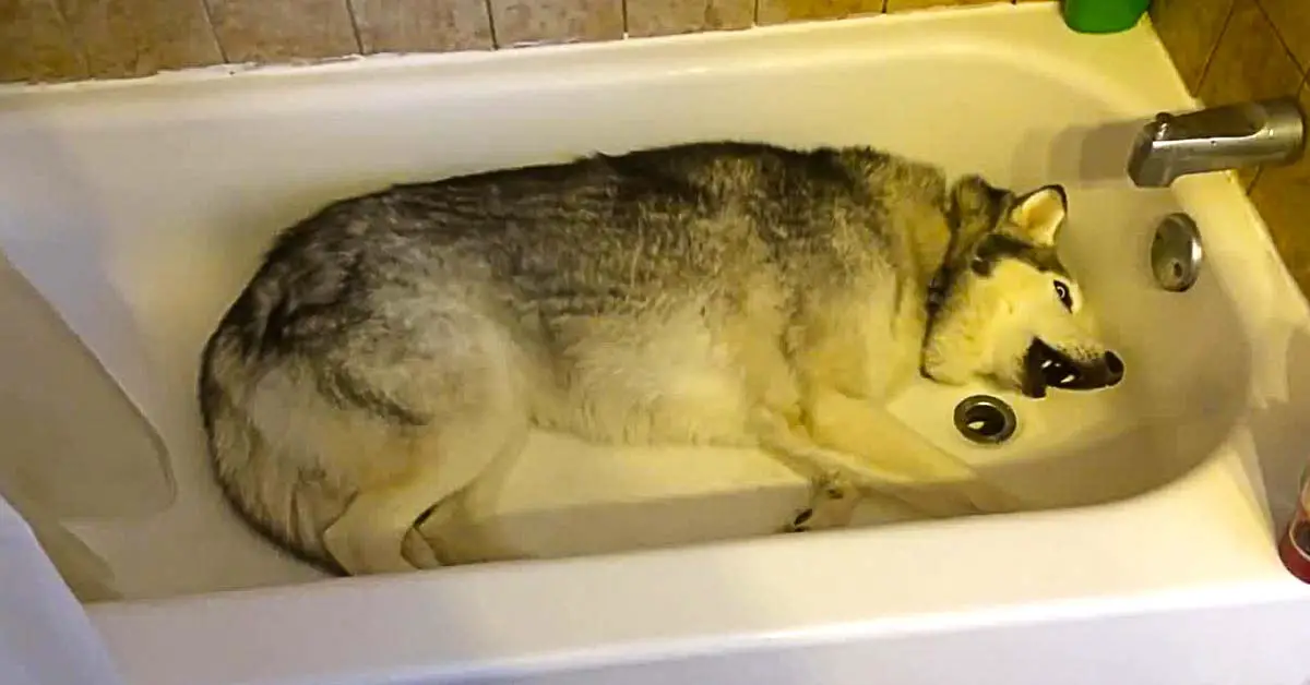husky bathtub tantrum
