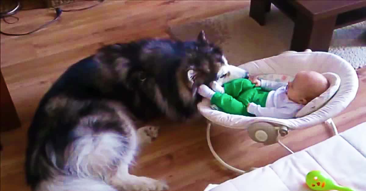 Alaskan Malamute with Baby