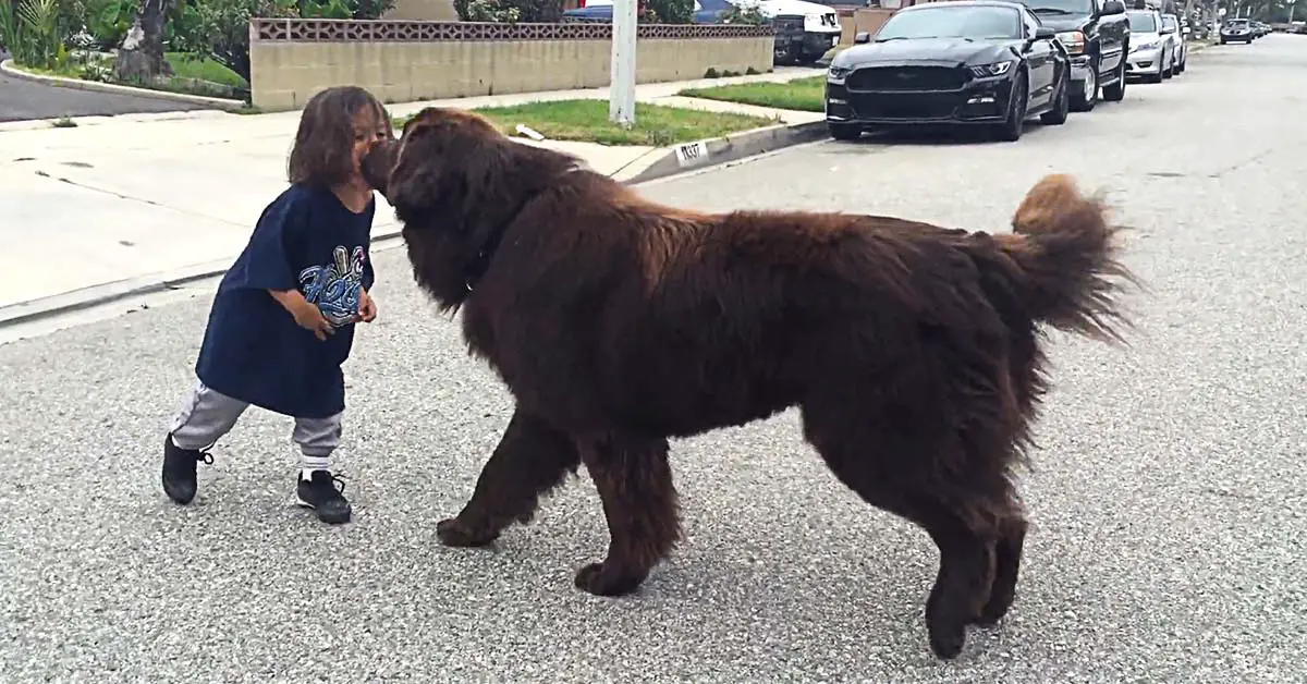 Newfoundland dog kisses kid
