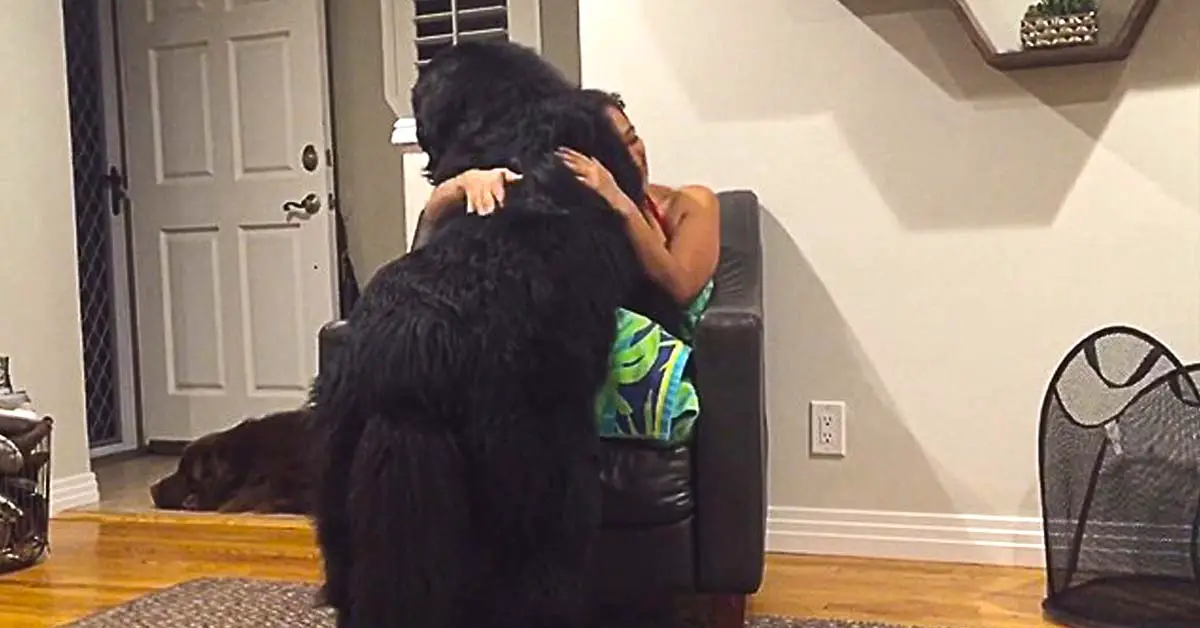 Newfoundland lap dog