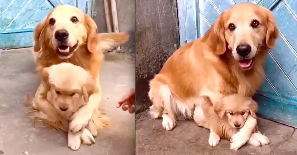 Overprotective dog parent