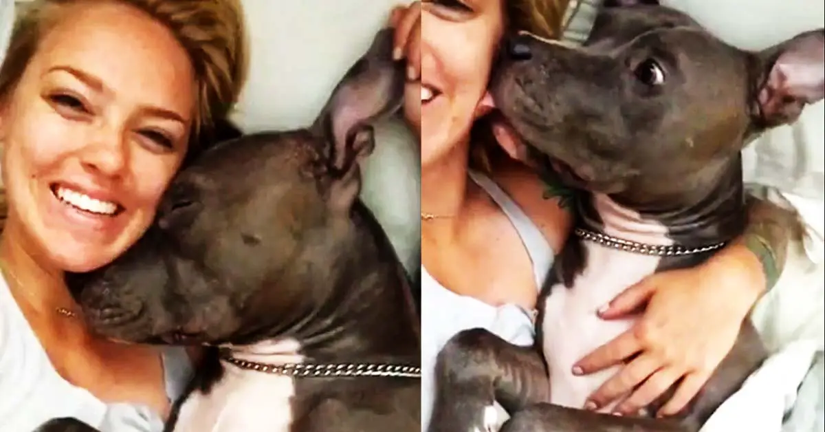 Pit Bull gives kisses in the morning