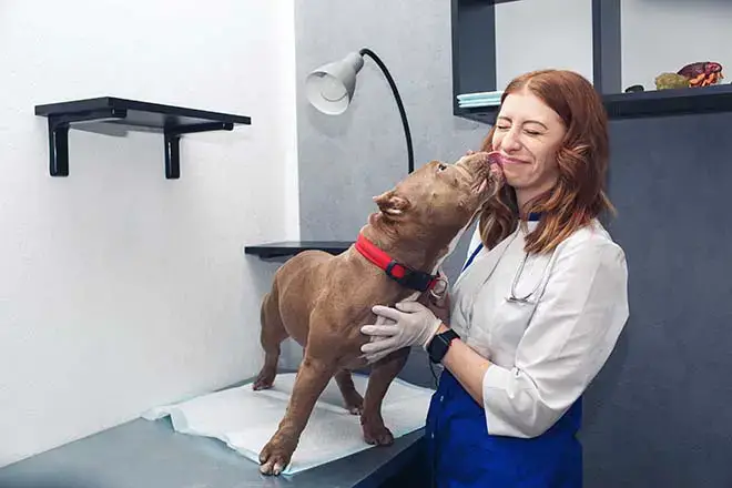 pit bull licking face