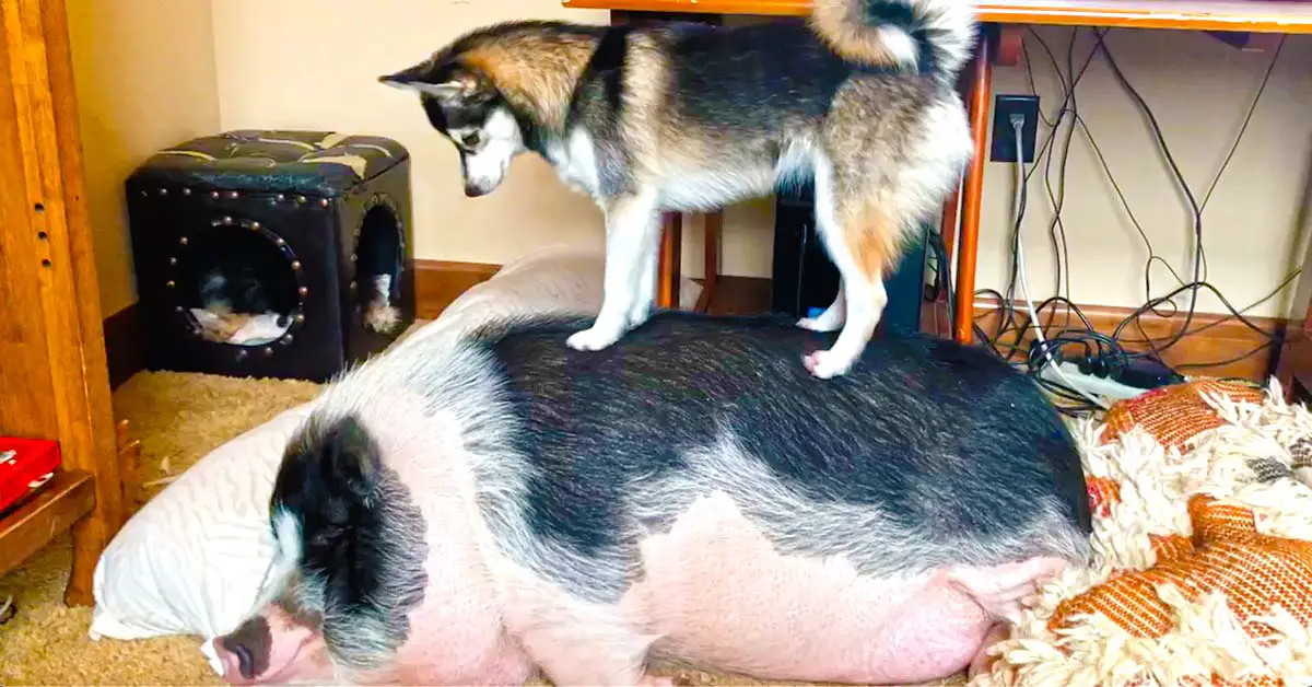 pomsky wakes pig