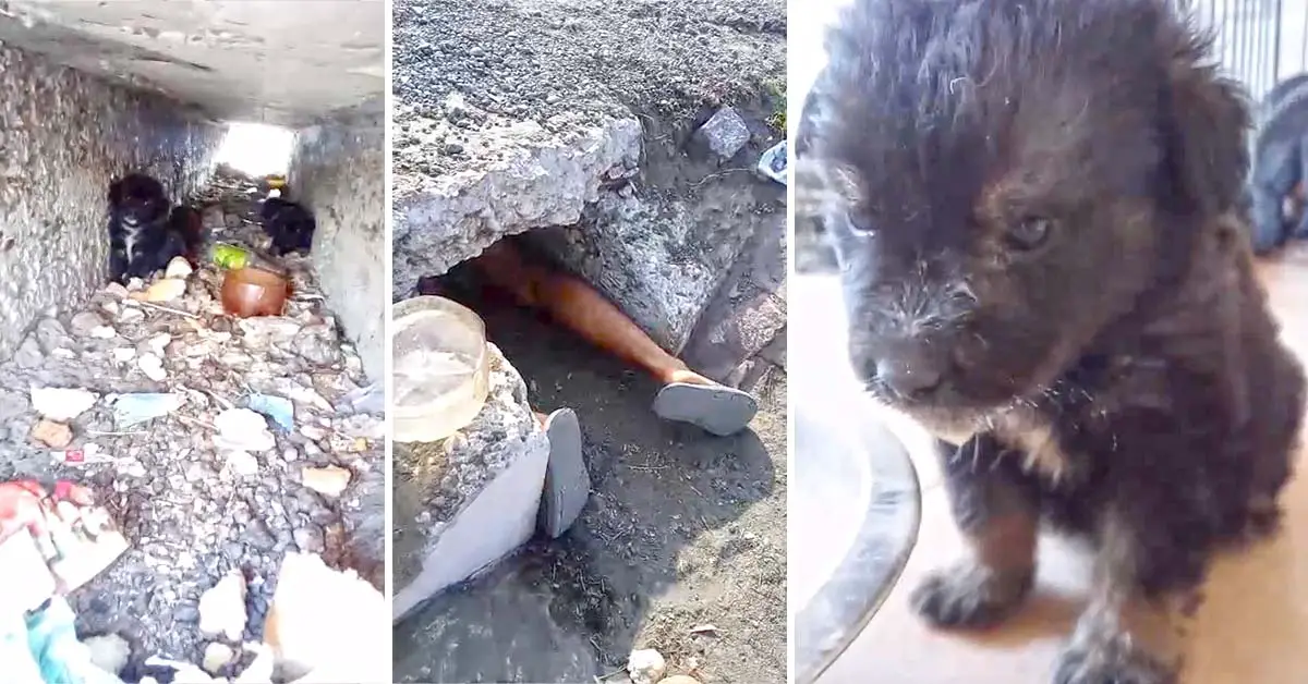 puppies rescued from ditch