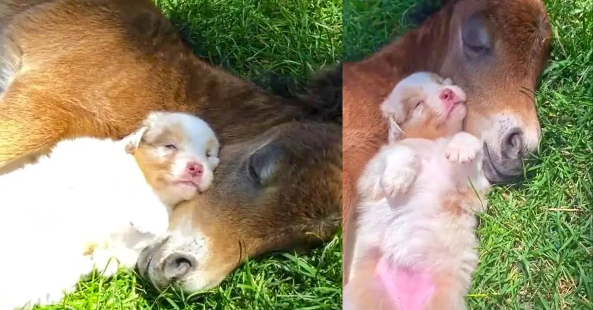 Puppy and foal snuggling