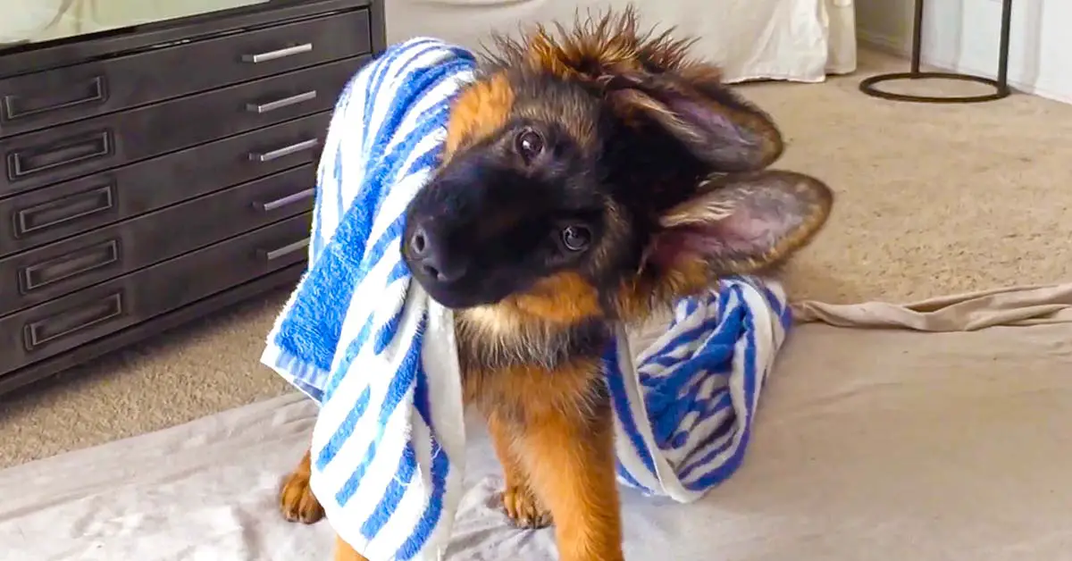 puppy head tilt