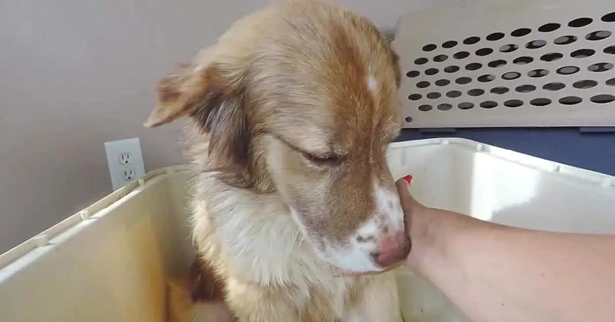 scared rescue dog