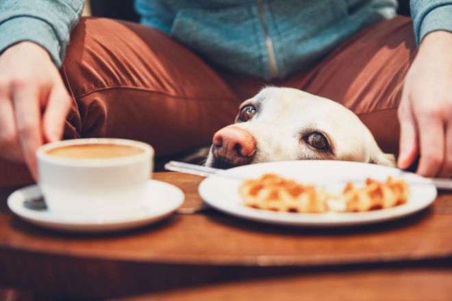 Dog Begging for Food