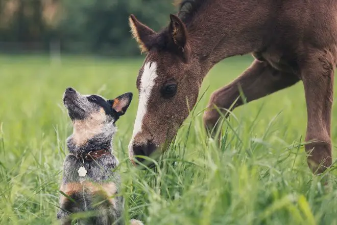 Australian Cattle Dogs