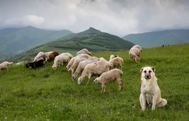 Anatolian Shepherds