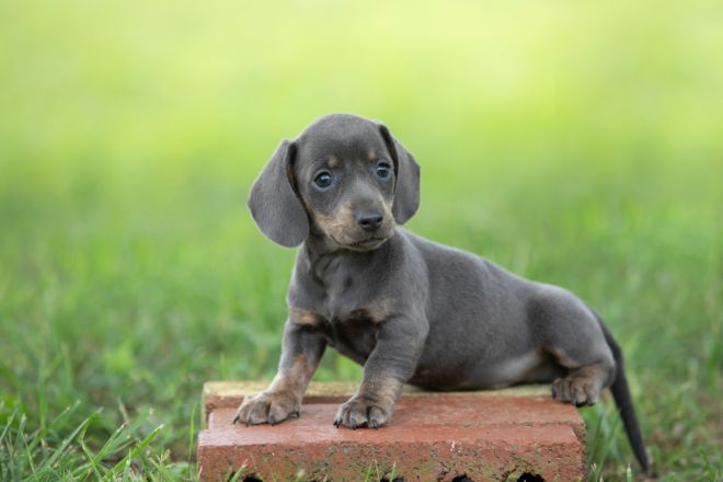 Dachshund Puppy