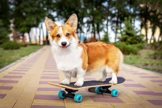 Corgi Facts