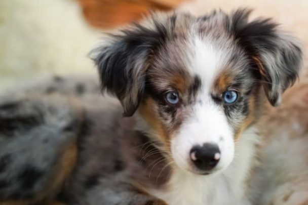 Australian Shepherd Helps His Owner After A Hard Day At Work