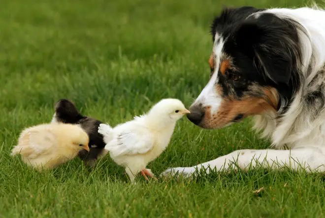 Australian Shepherds