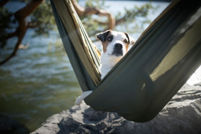 dogs in hammocks
