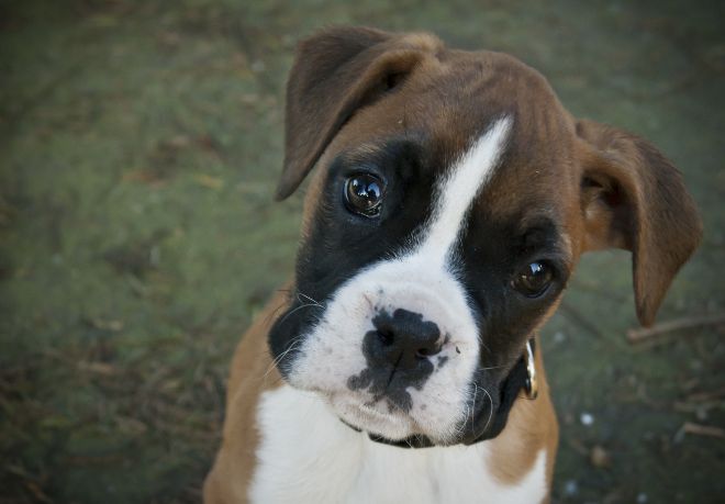 Boxer Dog Facts