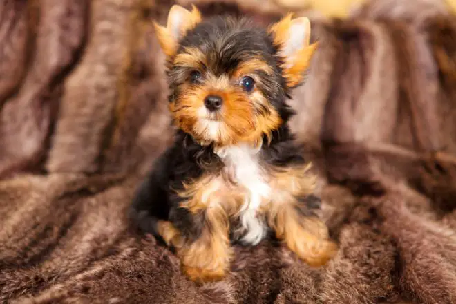 Yorkshire Terrier Facts