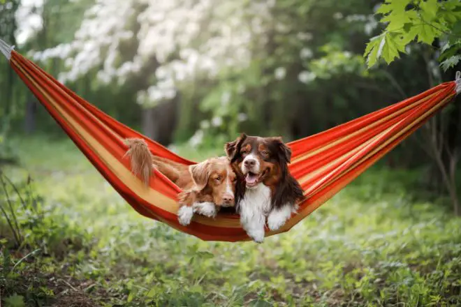dogs in hammocks
