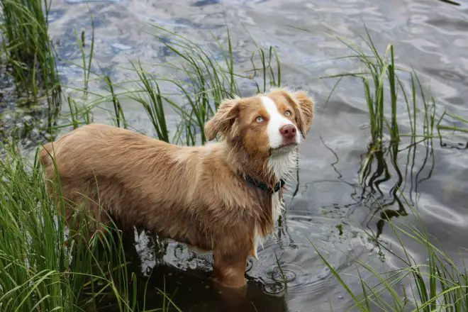 Australian Shepherd Facts