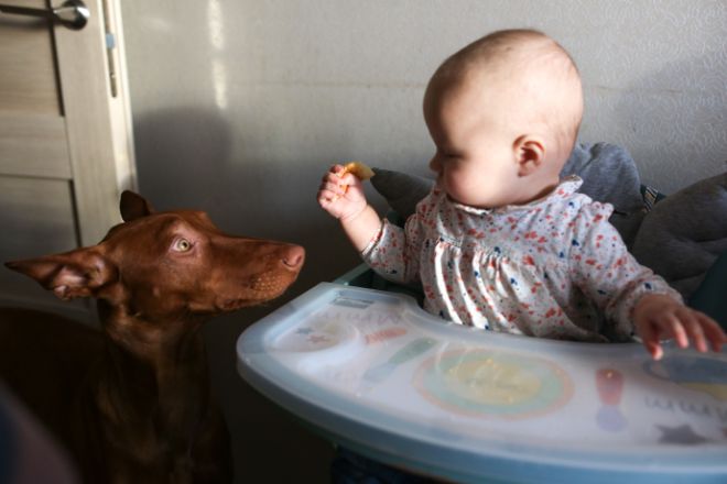 Dog Begging for Food