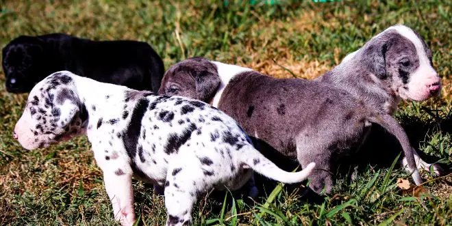 Great Dane Facts