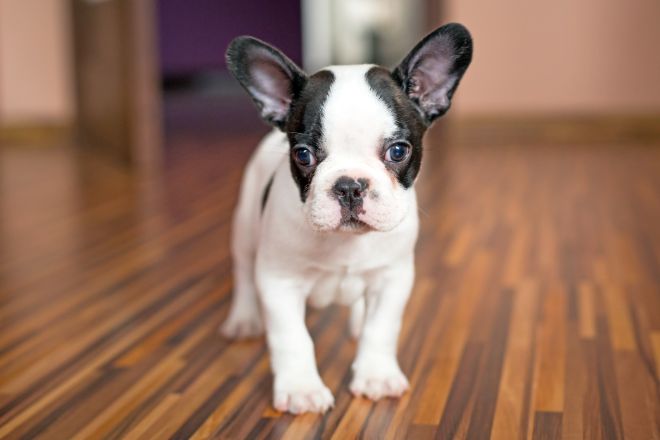 French Bulldog Facts