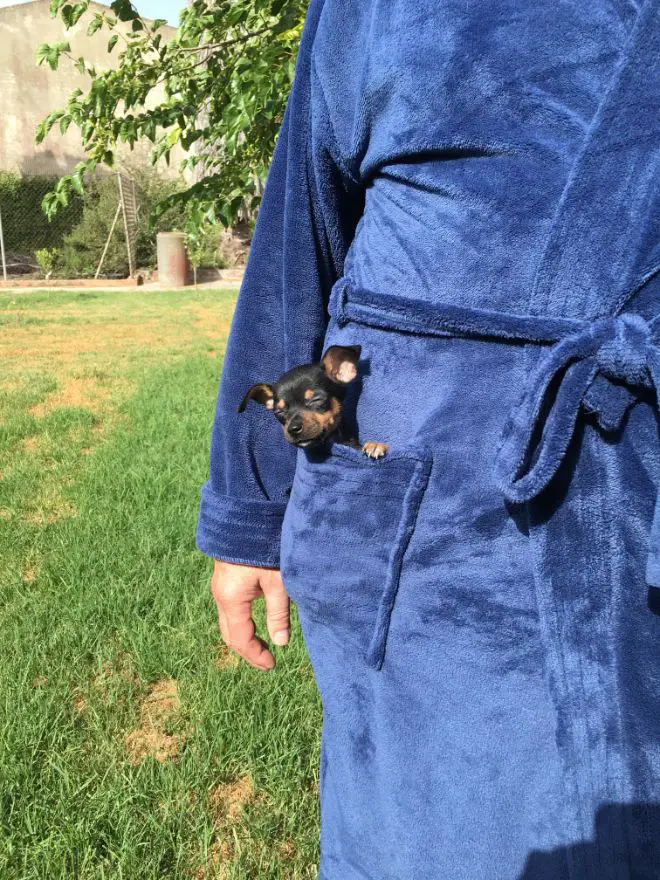 Dogs in Pockets