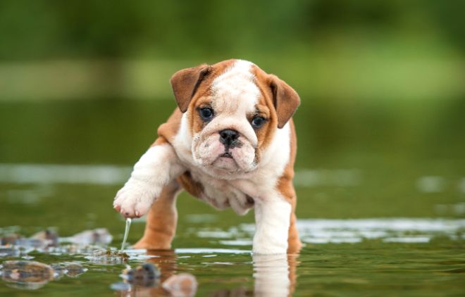 Bulldog Puppy