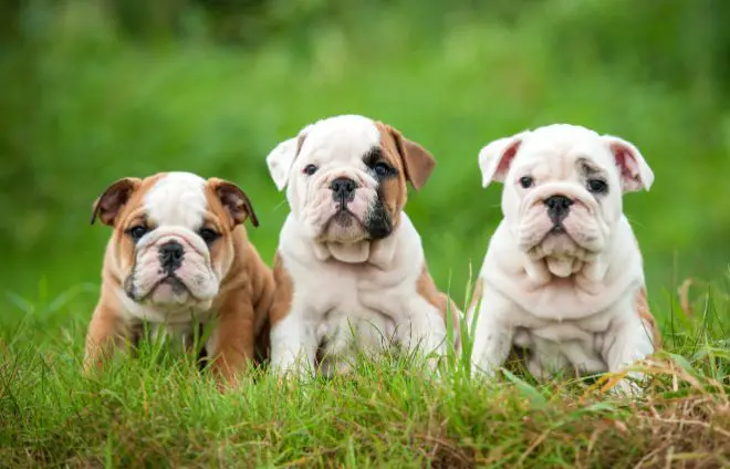 Bulldog Puppy