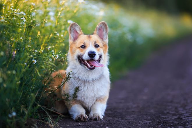 Corgi Facts