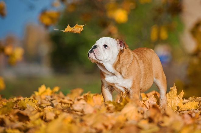 Bulldog Puppy