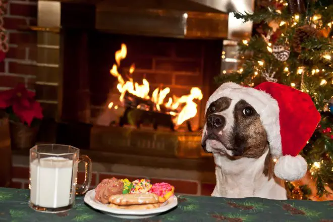 Dog Begging for Food