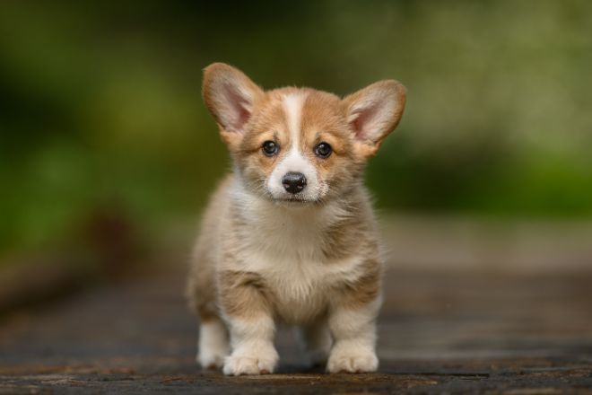 Corgi Facts