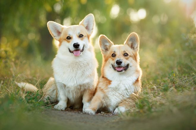 Corgi Facts