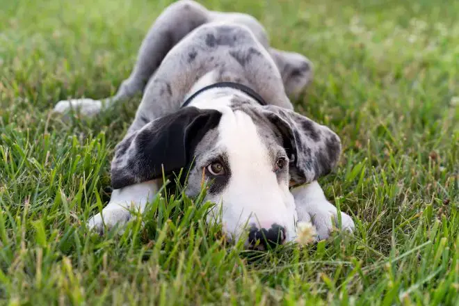 Great Dane Facts