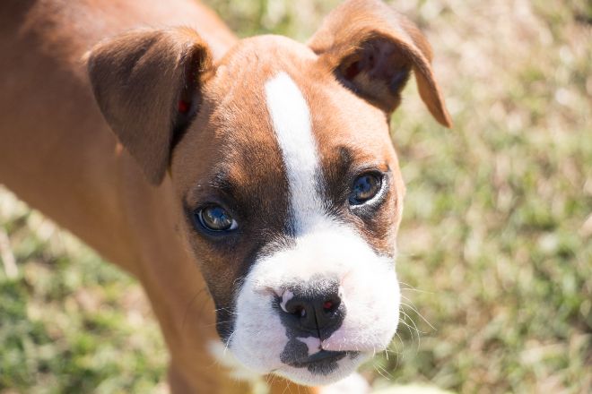 Boxer Dog Facts
