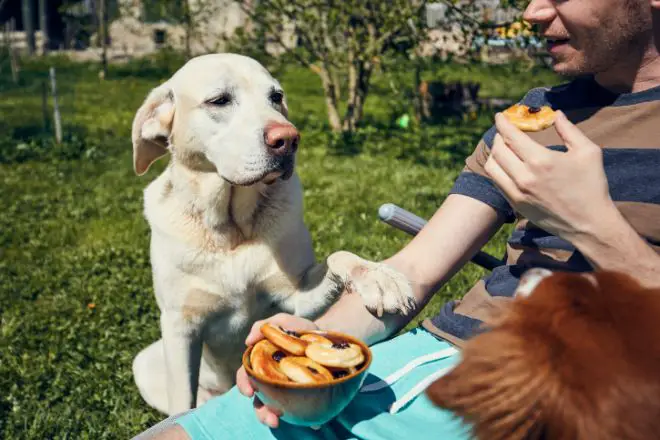 Dog Begging for Food