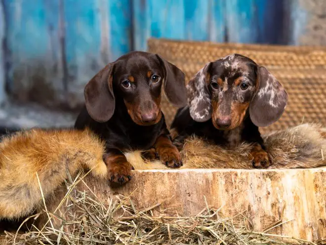 Dachshund Puppy