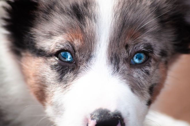 Dogs with Beautiful Eyes