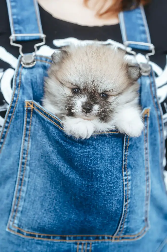 Dogs in Pockets