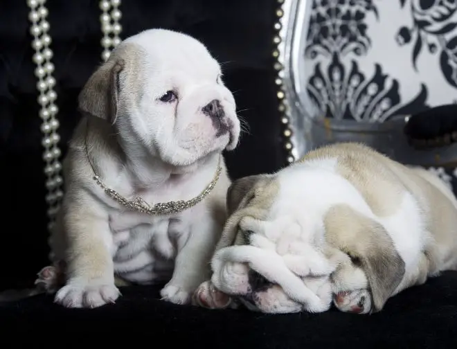 Bulldog Puppy