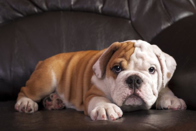 Bulldog Puppy