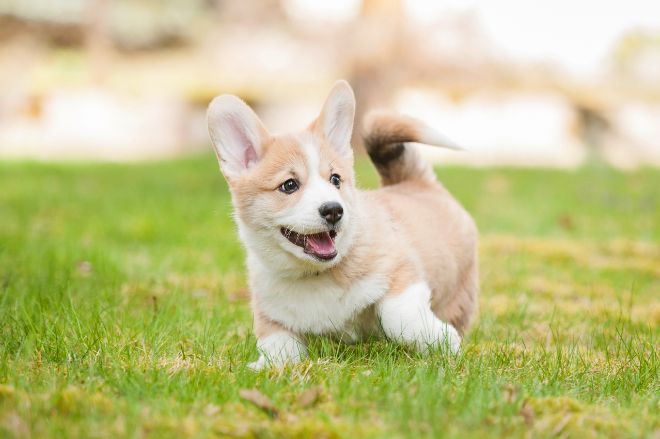 Corgi Facts