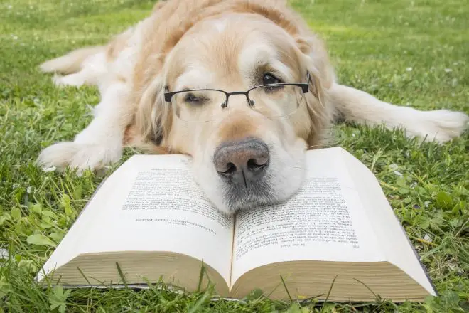 dog reading a book