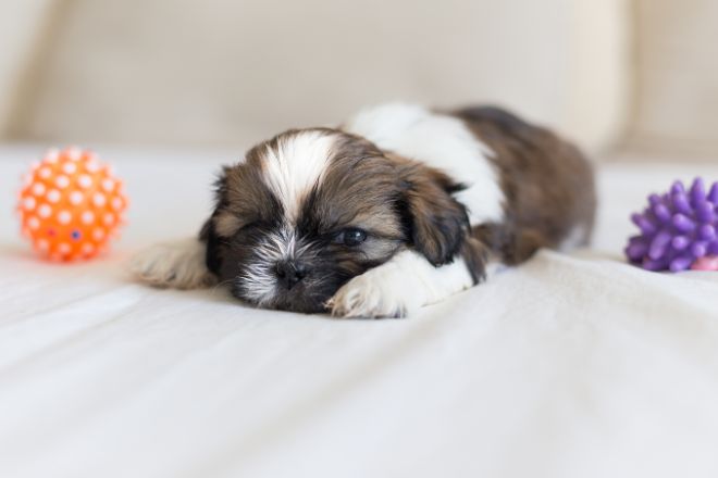 Shih Tzu Facts