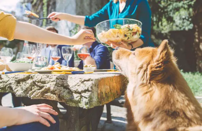 Dog Begging for Food