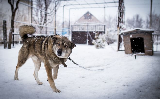 dog chained in the snow